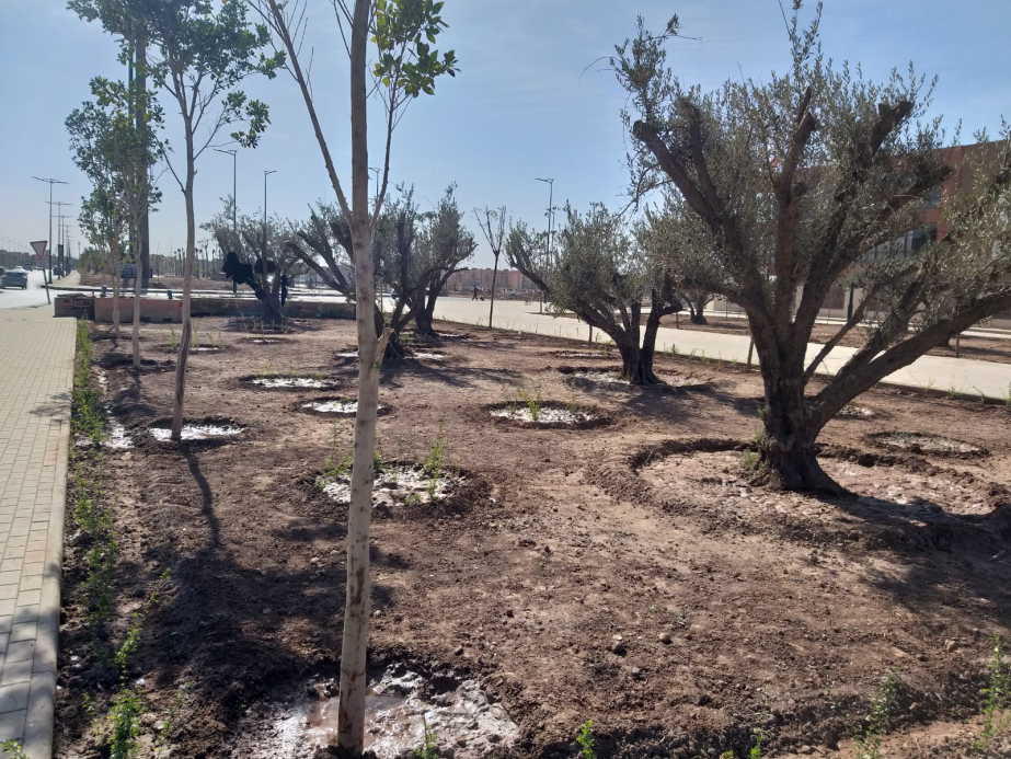 Plantations d'Oliviers