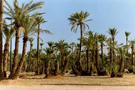 Signature à Marrakech d'un Accord  tripartite Maroc-Mali-FAO dans le domaine agricole